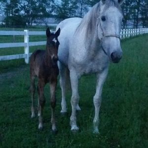 Meet your Posher, Donna